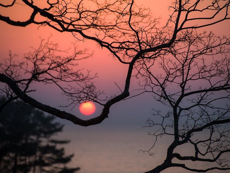 Pink, Sky, Sunrise, Tree Солнечная колыбель фото превью