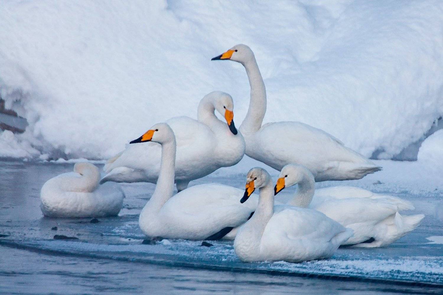 , Денис Будьков