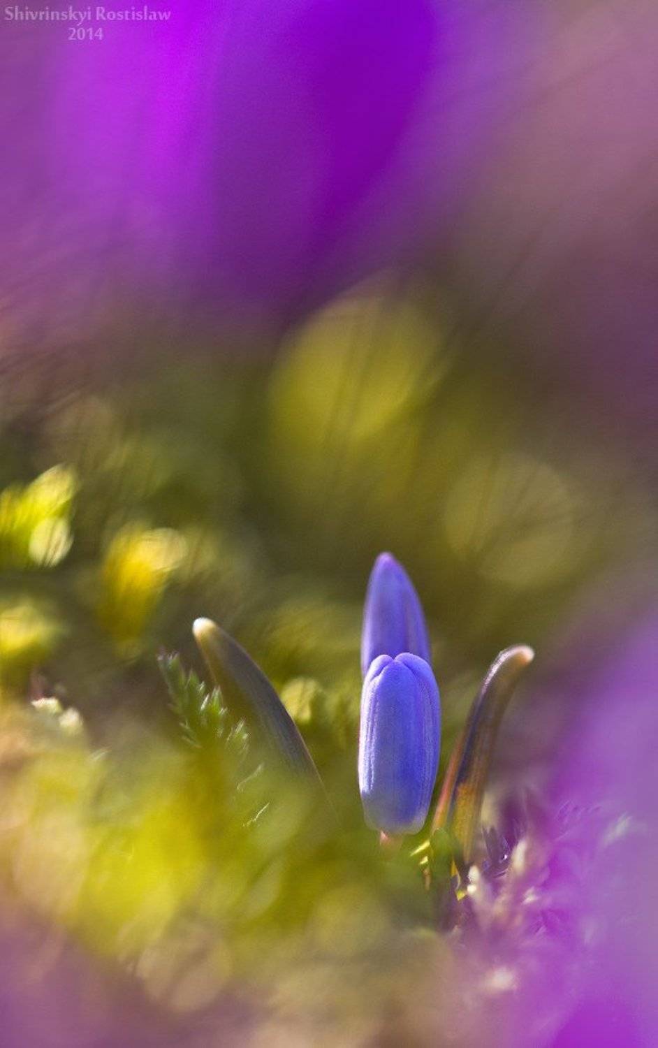 , Шивринский Ростислав