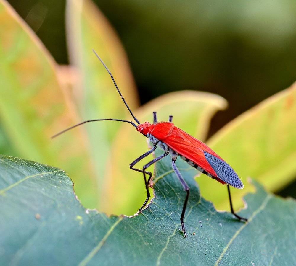 close-up, closeup, lao, laos, macro, лаос, макро, Alexey Gnilenkov