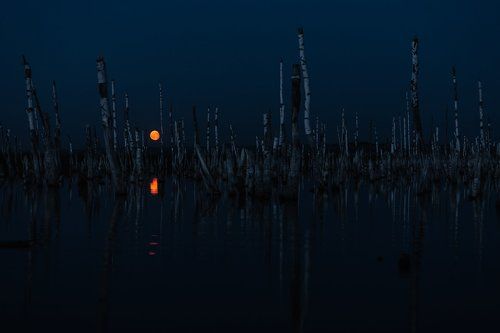 Призраки мертвого леса