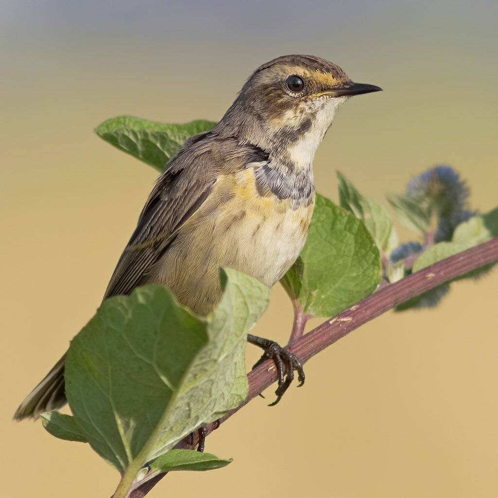 , Ляпустин Юра