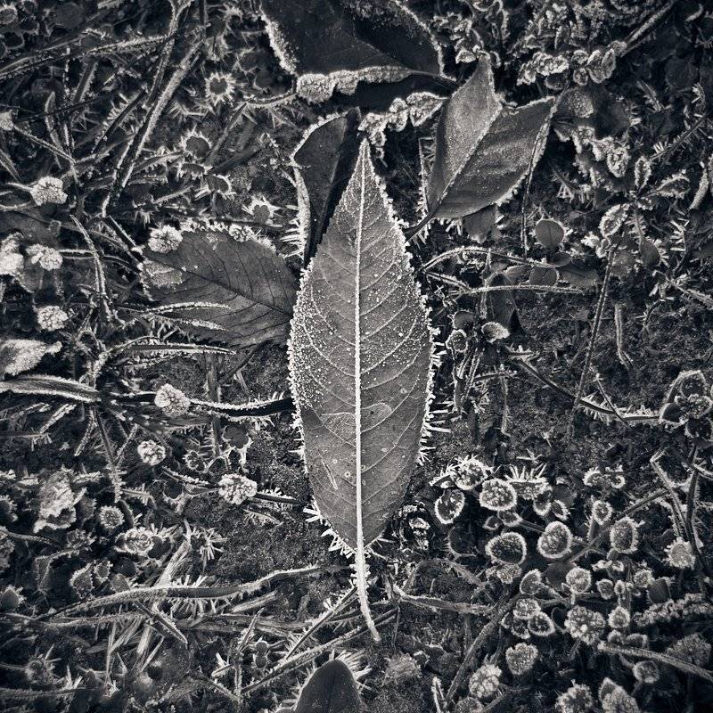 фото, природа, холод, зима, заморозки, Шарапов Сергей