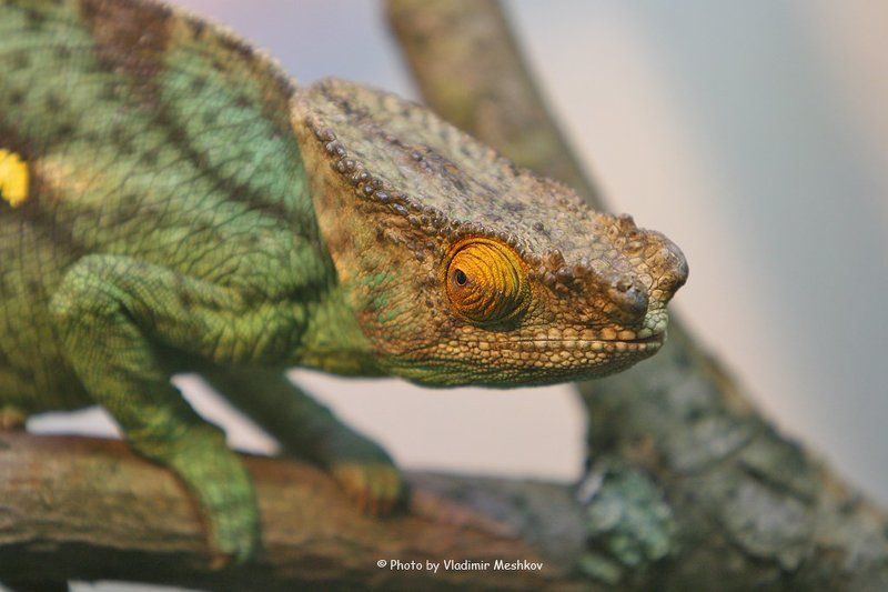 Chameleon. фото превью