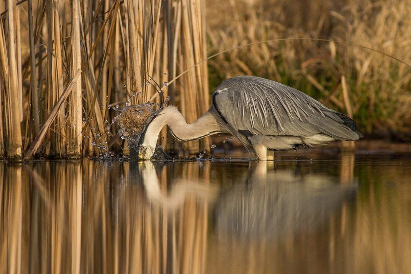 heron фото превью