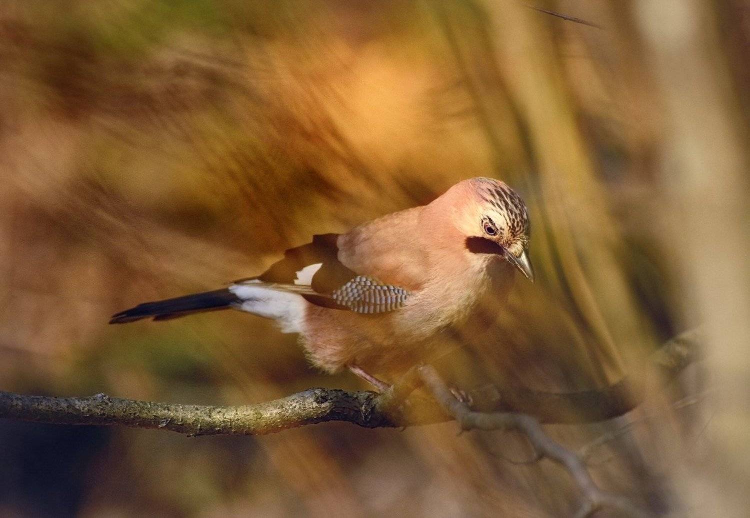 , Аникеев Владимир