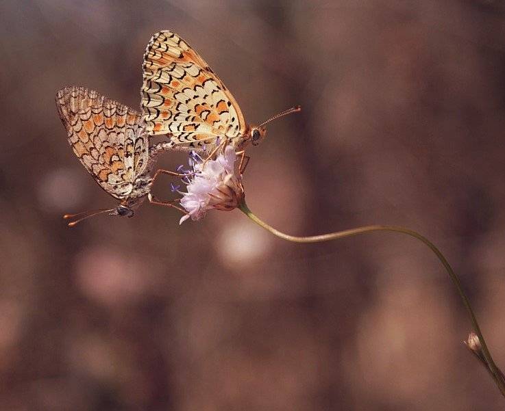 , Krzysztof Trojanowski