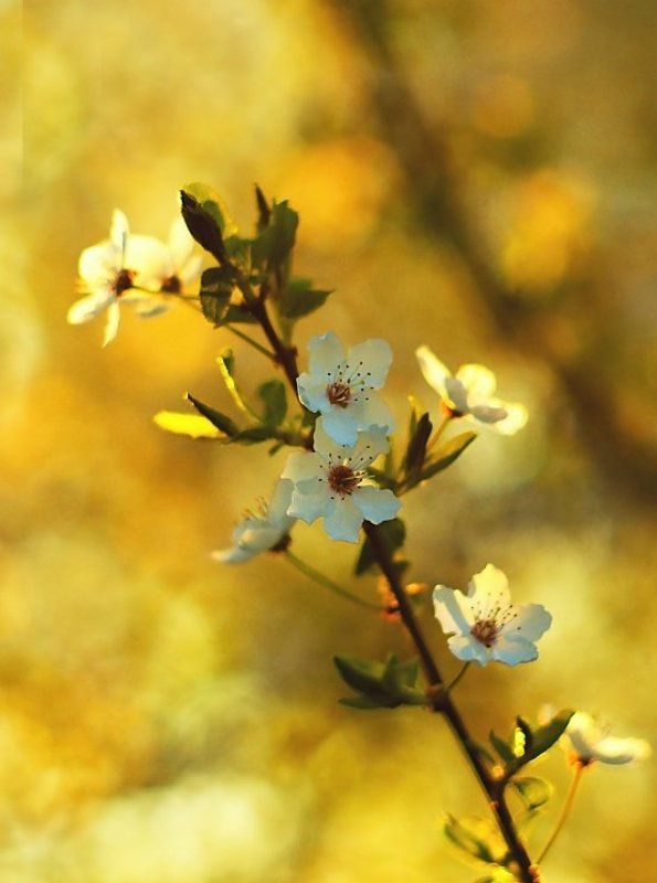 Prunus domestica syriaca фото превью