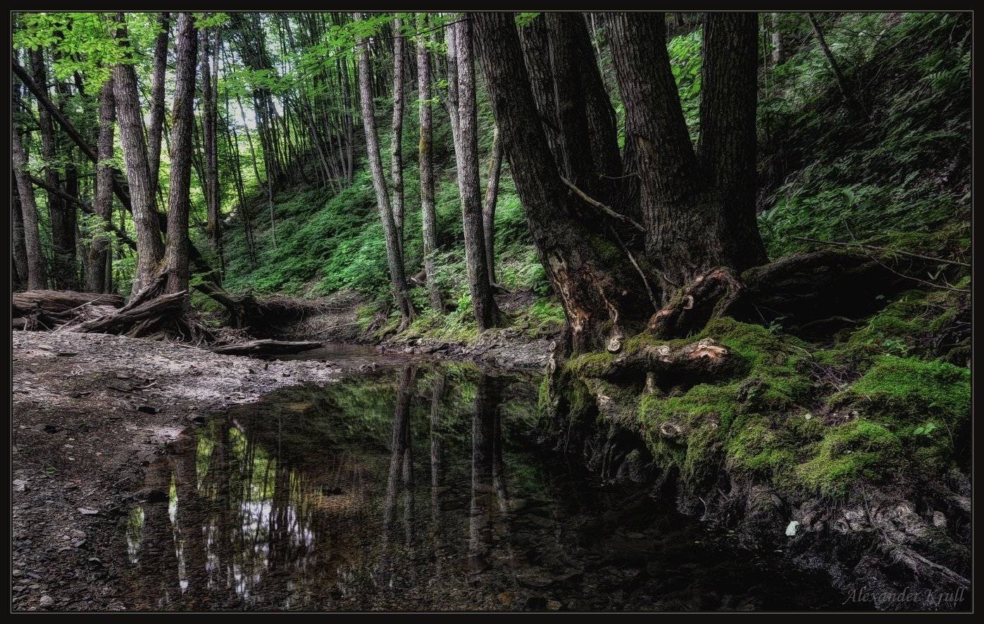 ручей, лес, Александр Круль