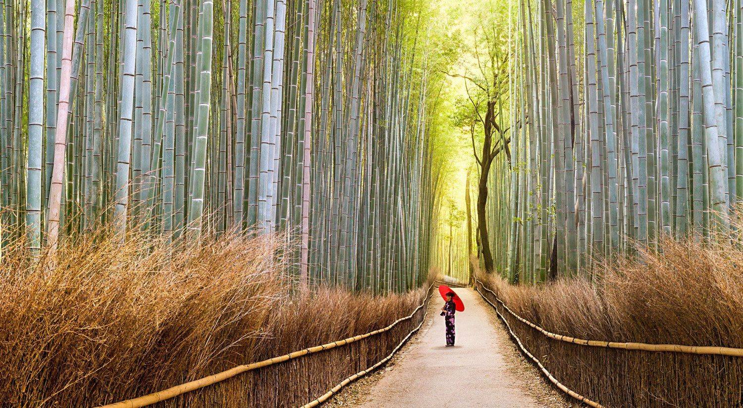 Бамбук, Лес Сагано, Япония, Алексей Сулоев