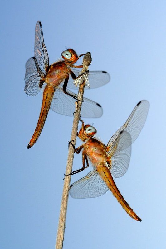 sky-blue eyes фото превью