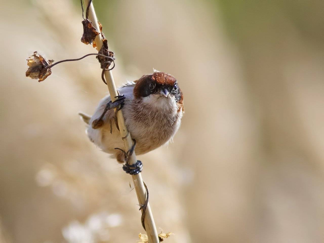 Ремез, Ляпустин Юра