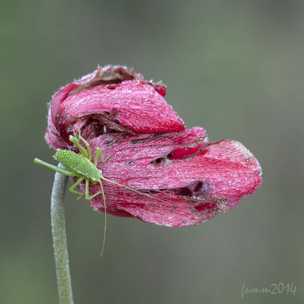 , Игорь ФУММ