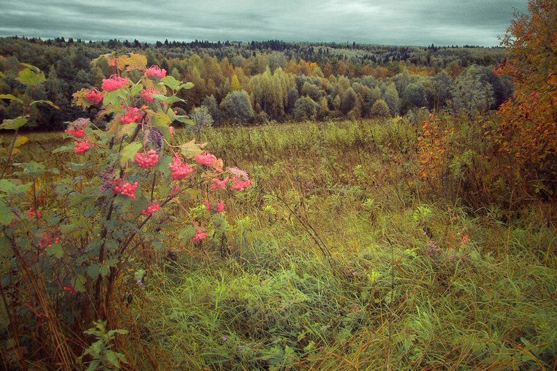 Калиновая осень фото превью