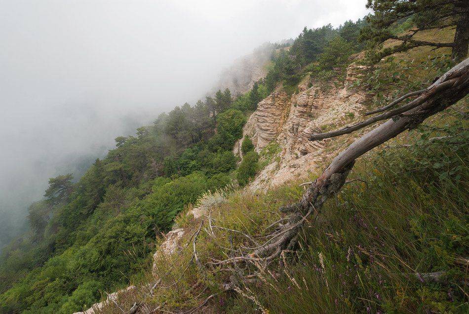 , Саша  Вайсберг / Waldschnepfe /