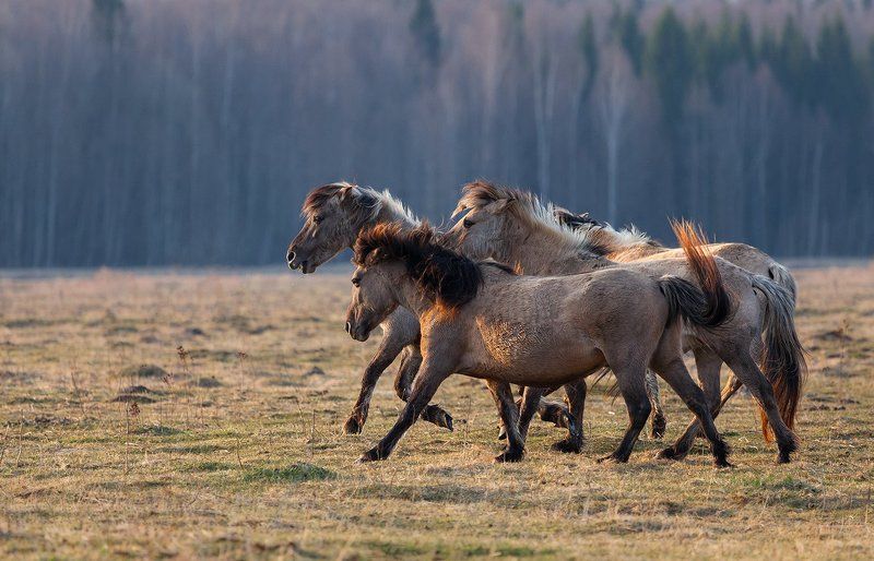Лошади на лугах Дундуру фото превью