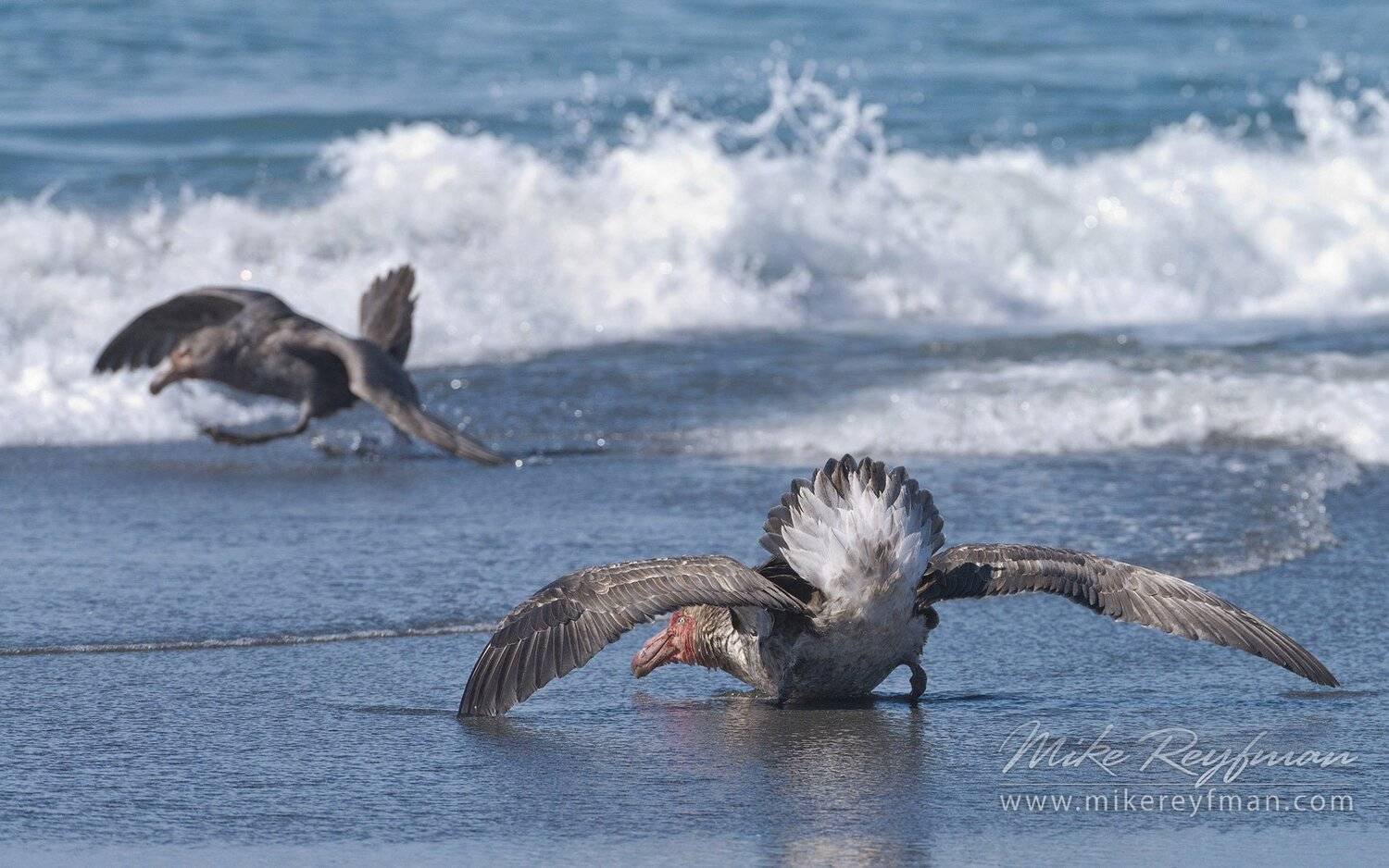 beachmaster., southern, giant, petrels., macronectes, giganteus., , st, andrews, bay., south, georgia, island., sub-antarctic., Майк Рейфман