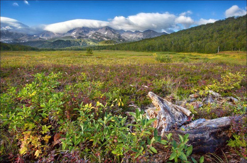 Камчатская тундра #2 фото превью