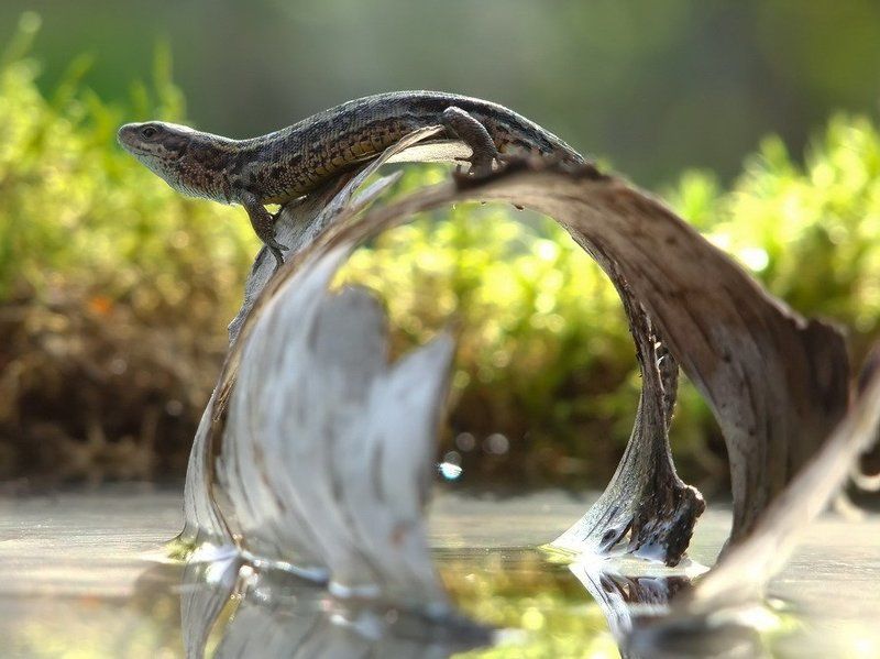 Весенняя история. фото превью