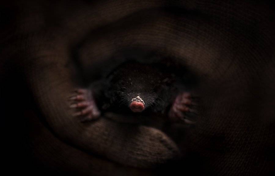 Дикая природа, Крот, Природа, Сергей Зимин