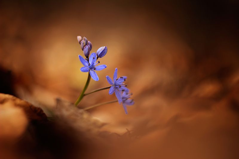 морской лук фото превью