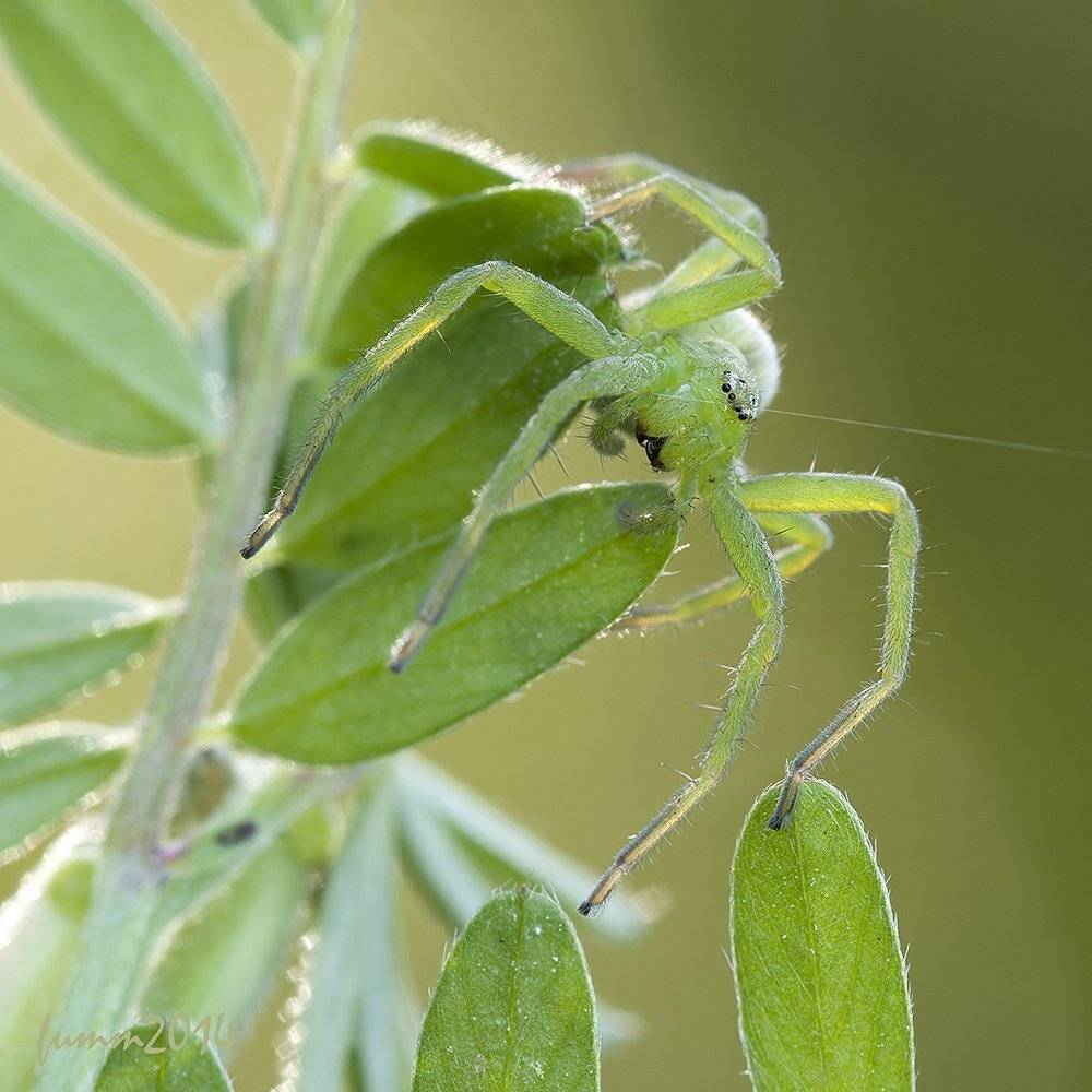 , Игорь ФУММ