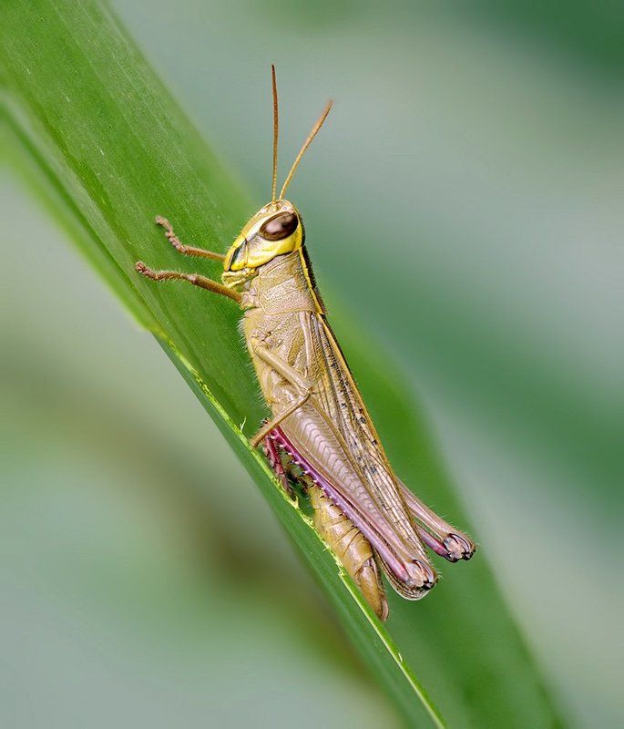 Closeup, Lao, Laos, Macro, Лаос, Макро *** фото превью