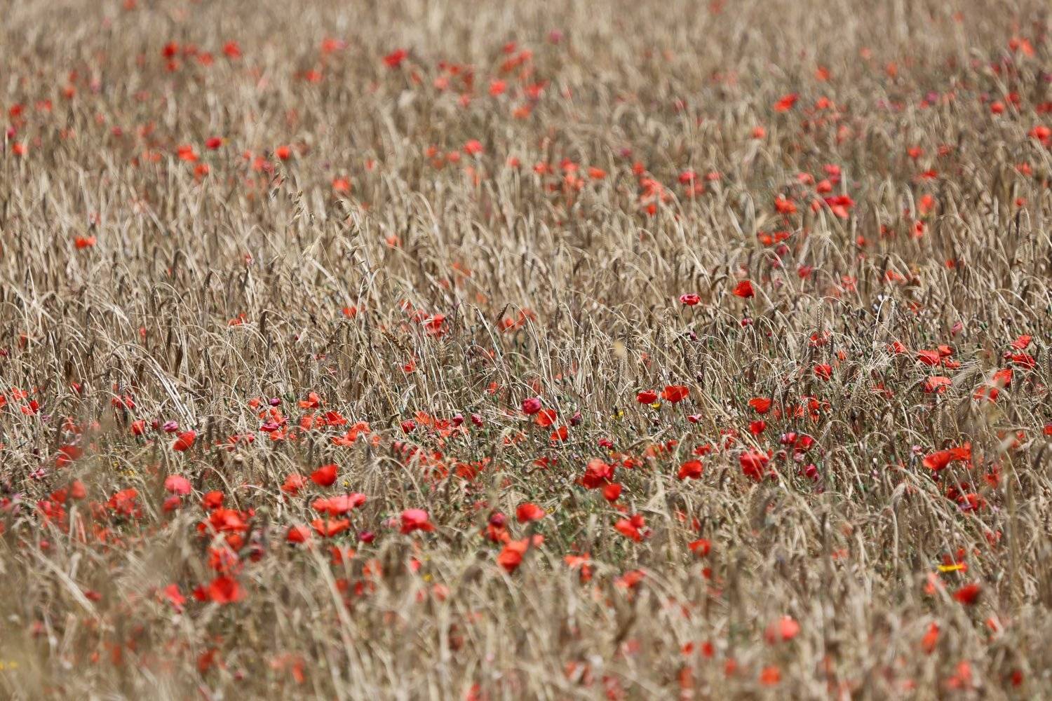 , Александр Цабель