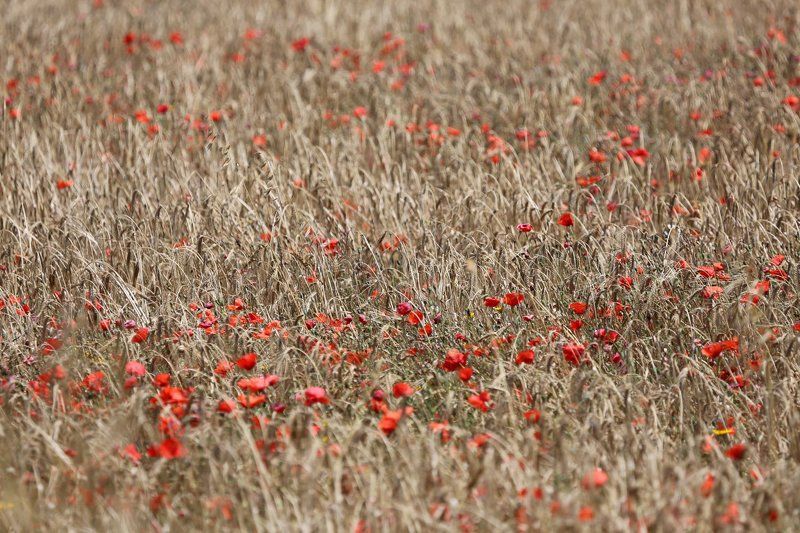 poppy фото превью