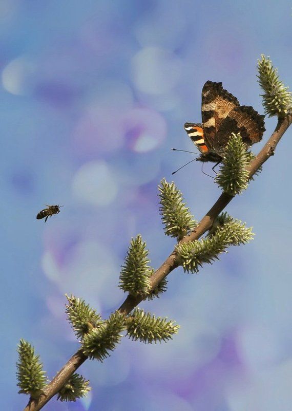 Бабочка, Весна, Крапивница, Природа Первая бабочка...) фото превью