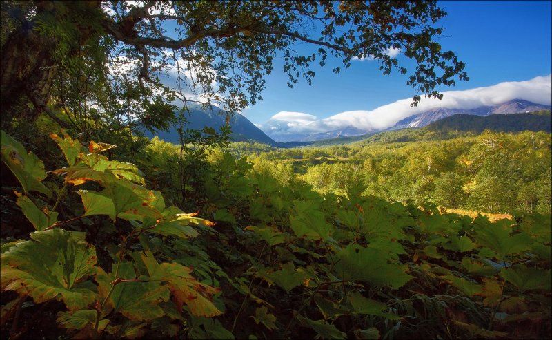 По шею в камчатских зарослях. фото превью