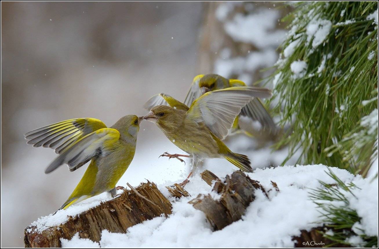 зеленушки,страсти,ссора,зима,птицы, Александр Чувилин