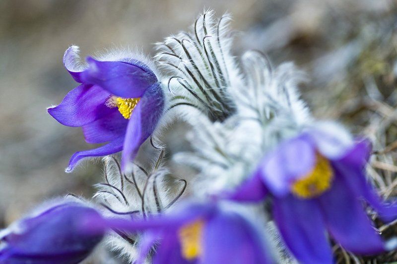 В  поисках    весенний  гармонии фото превью