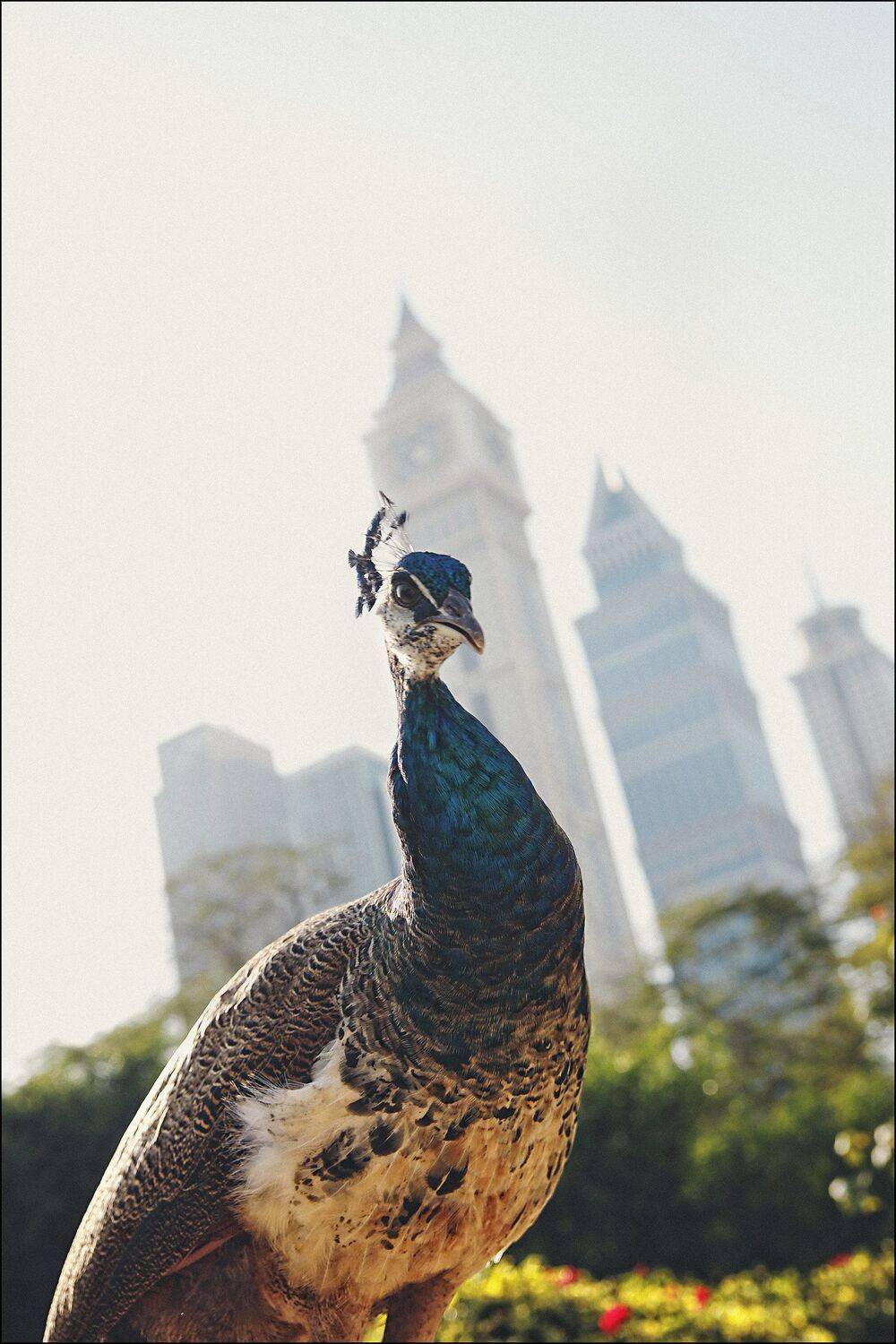 , Алексей Гуляев