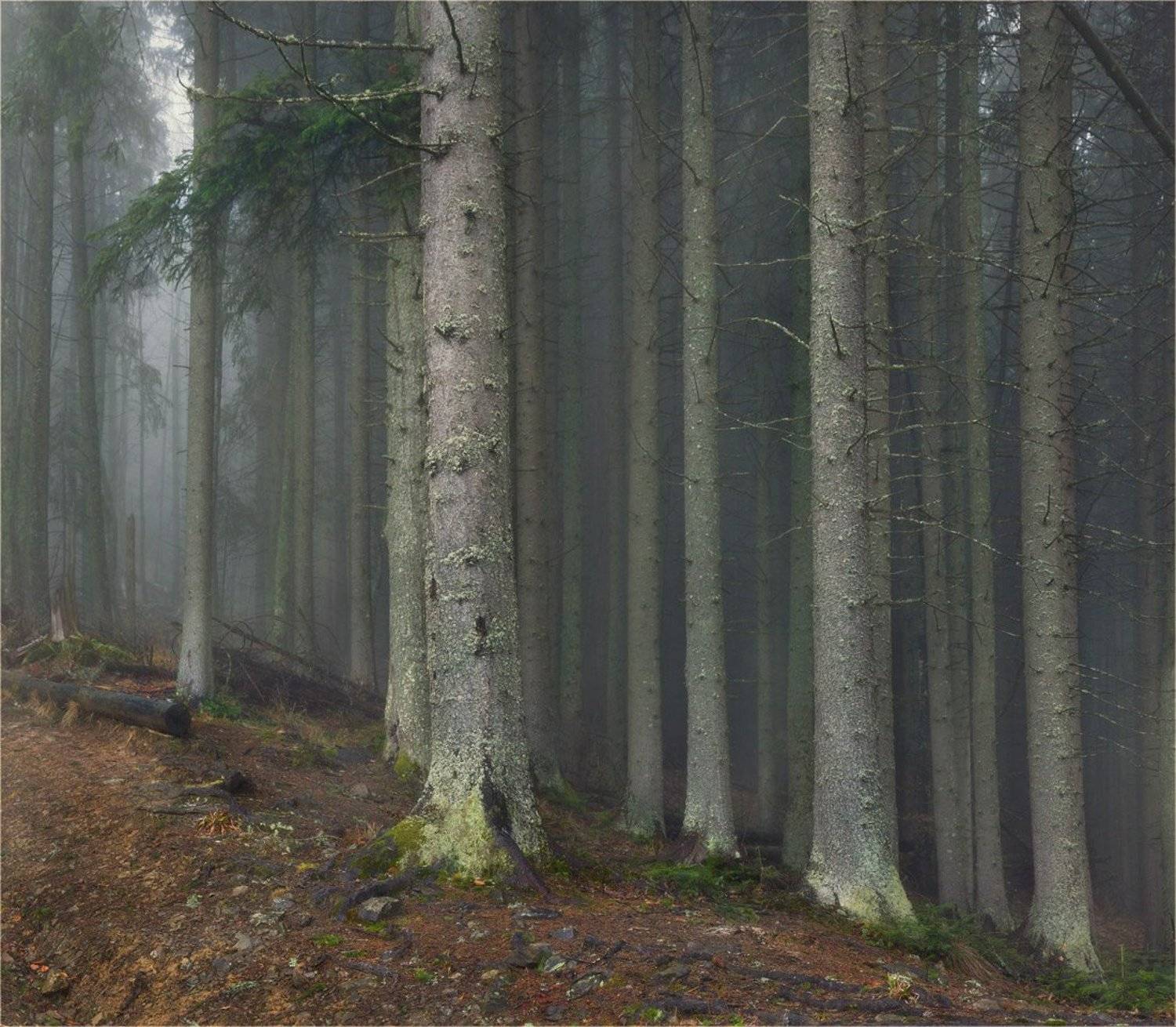 , Александр Киценко