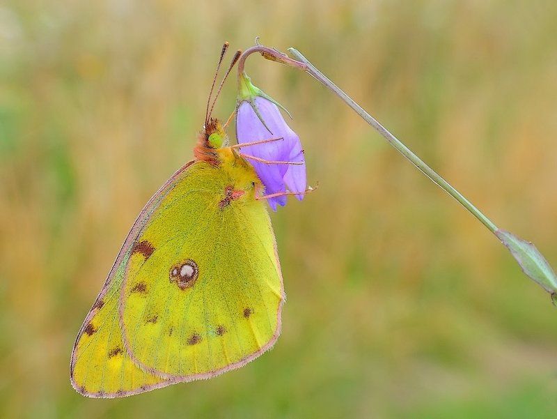 Для каждой чашки стремятся ... фото превью