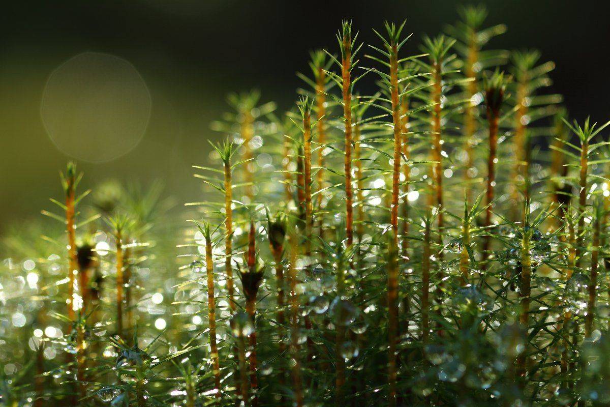 , Сергей Кузнецов