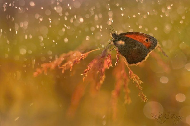 old generation фото превью