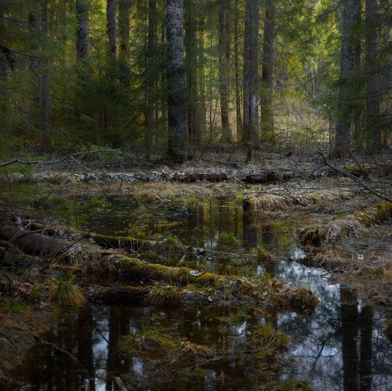 По весенним, нехоженным... фото превью