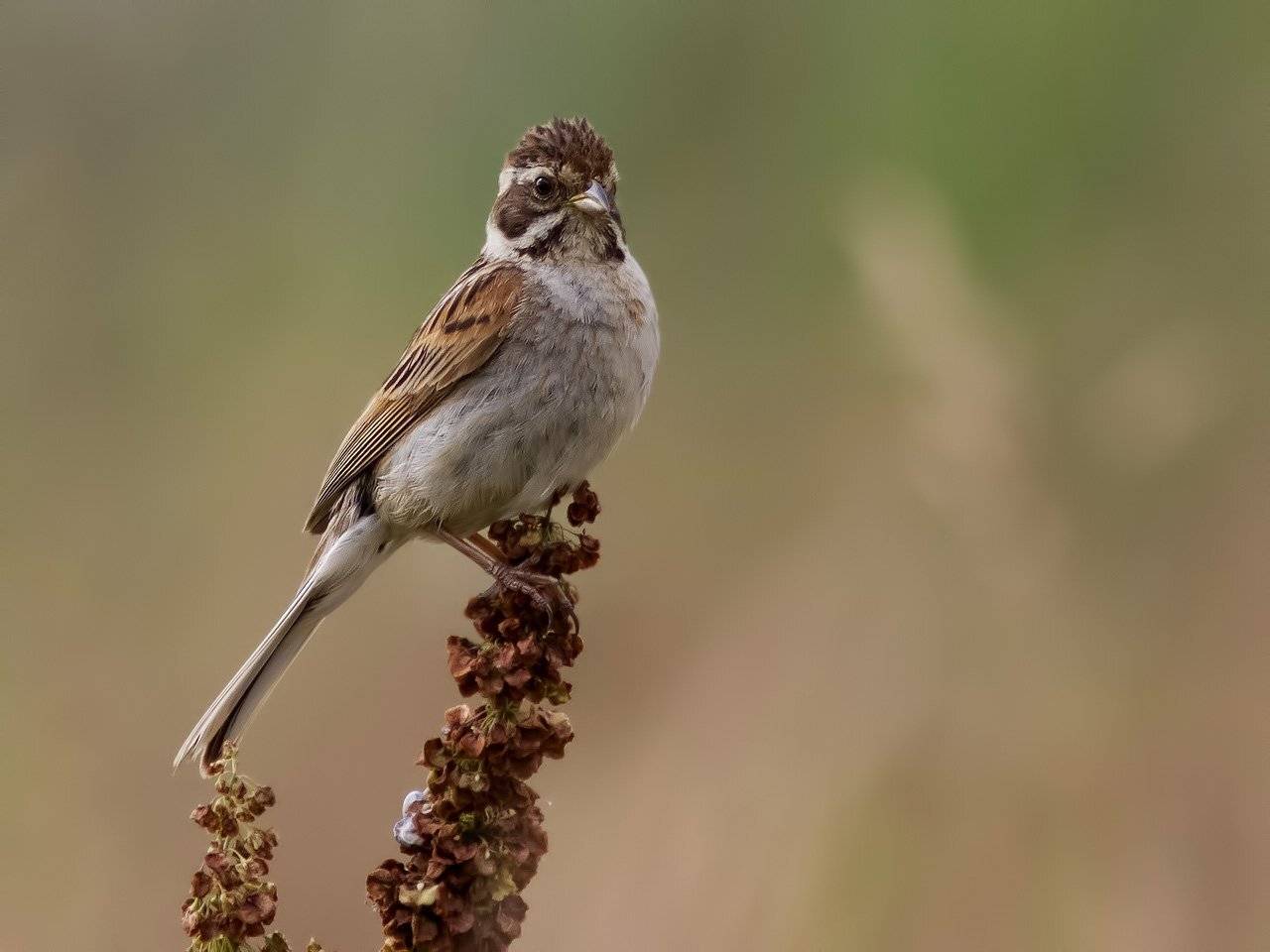 , Ляпустин Юра