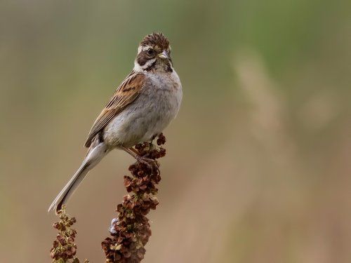 Emberiza schoeniclus