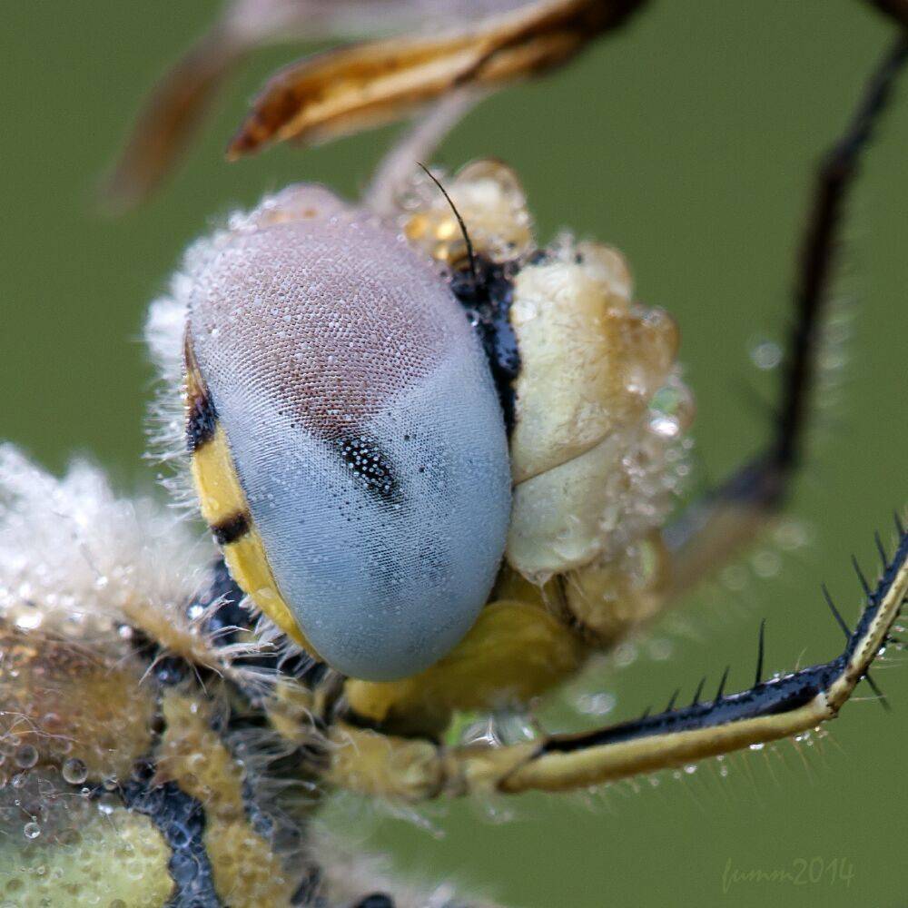 , Игорь ФУММ