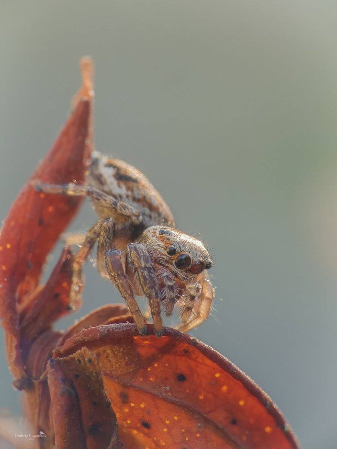 , Кузнецов Дмитрий