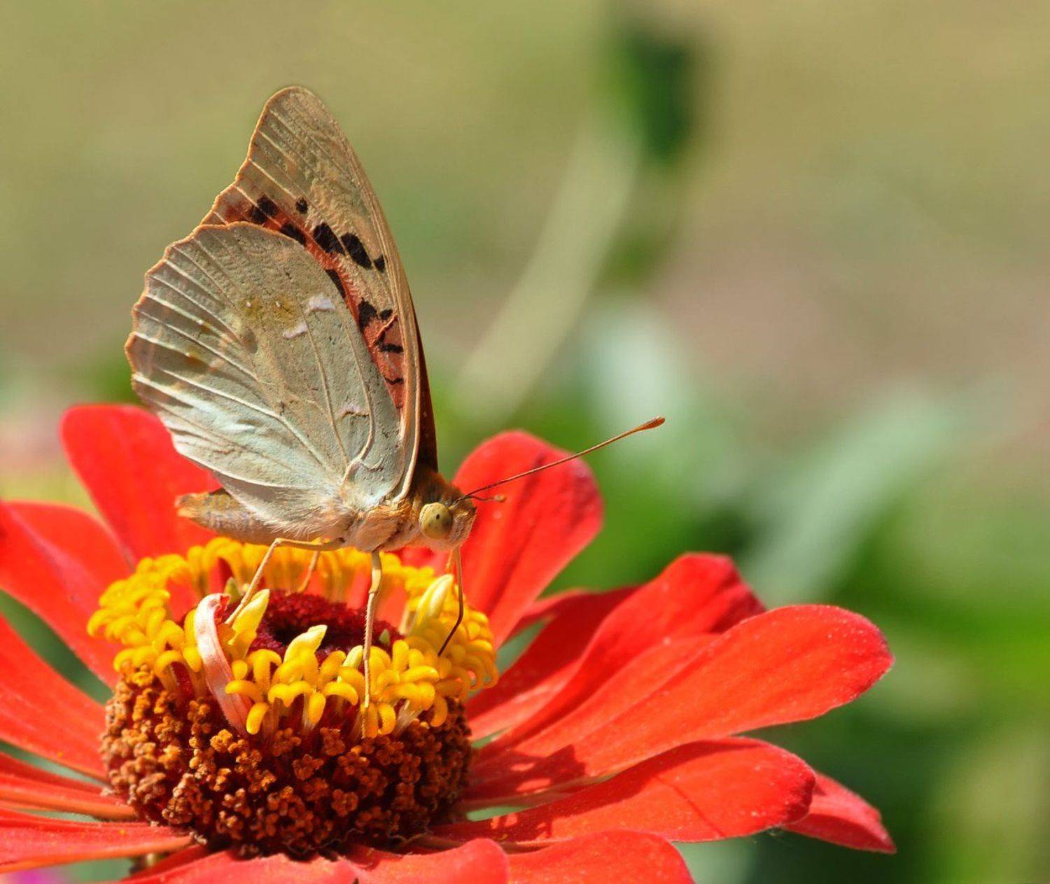 , Игорь Олейник