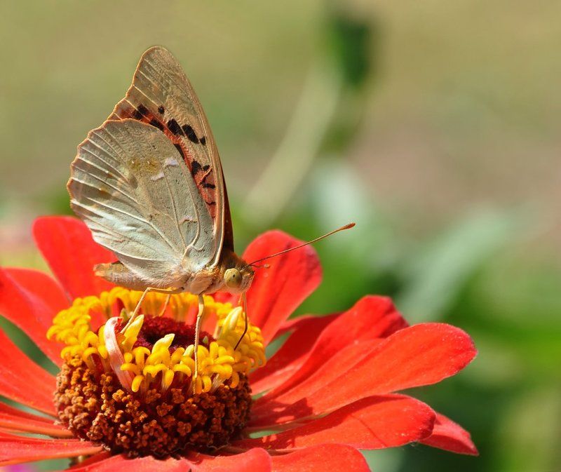 Краски лета... фото превью