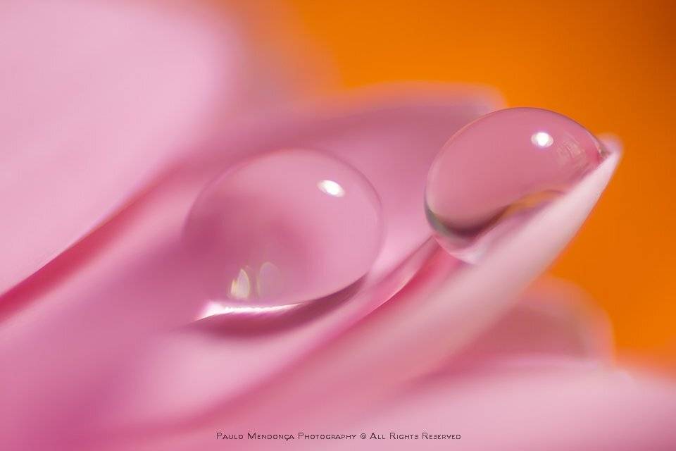 , Paulo Mendon&ccedil;a