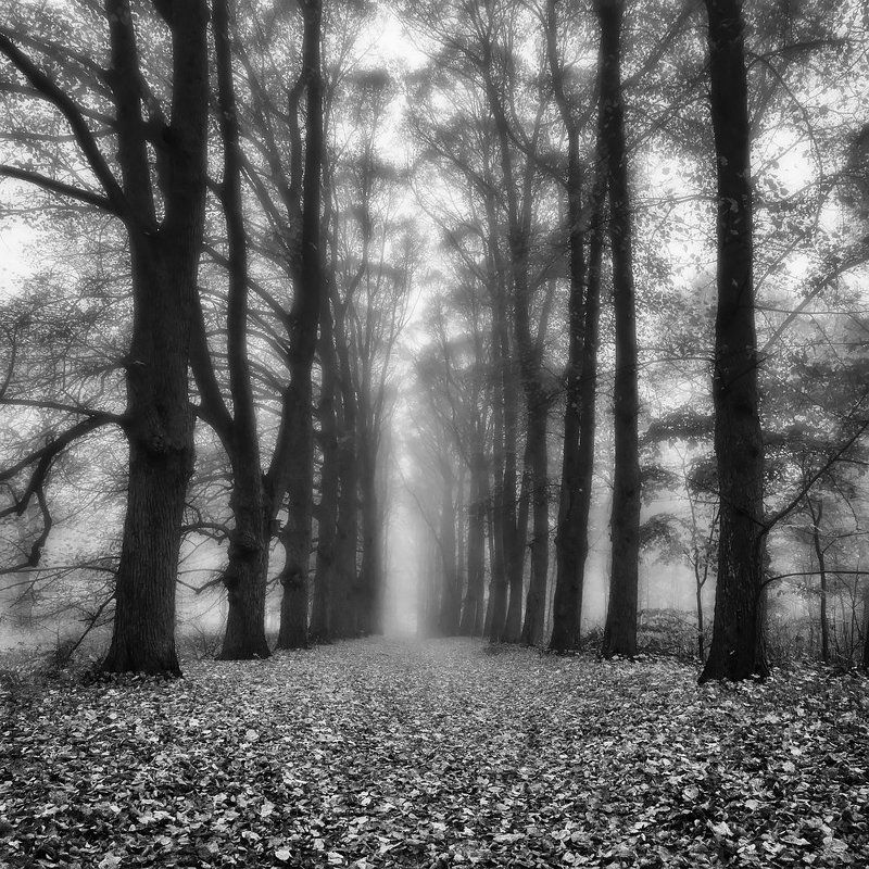 Autumn avenue фото превью