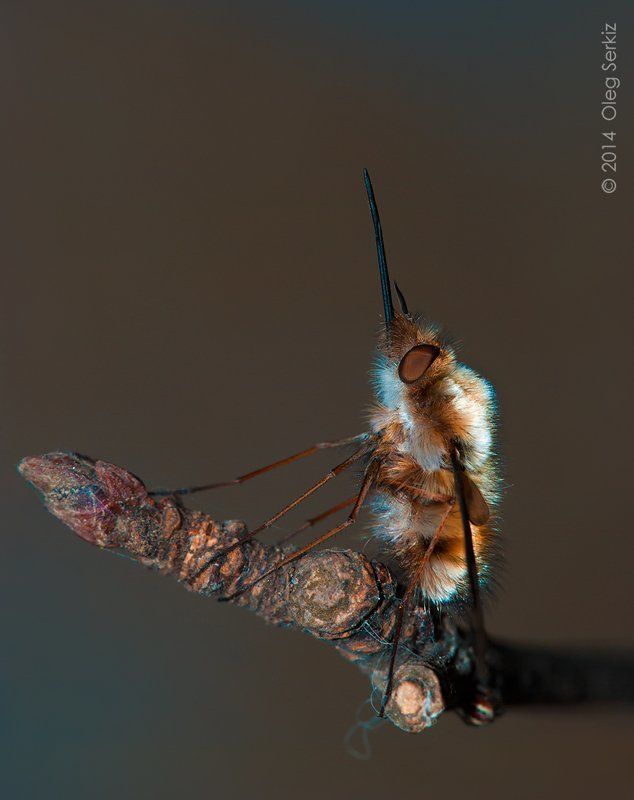 Муха с разными взглядами на МИР фото превью