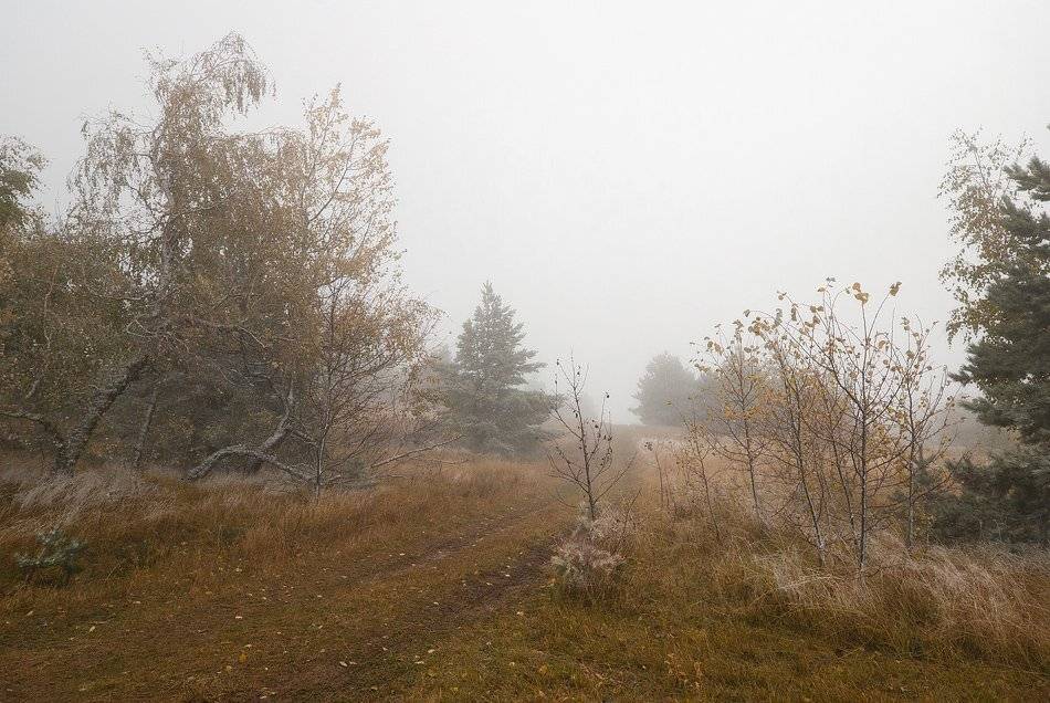 , Саша  Вайсберг / Waldschnepfe /