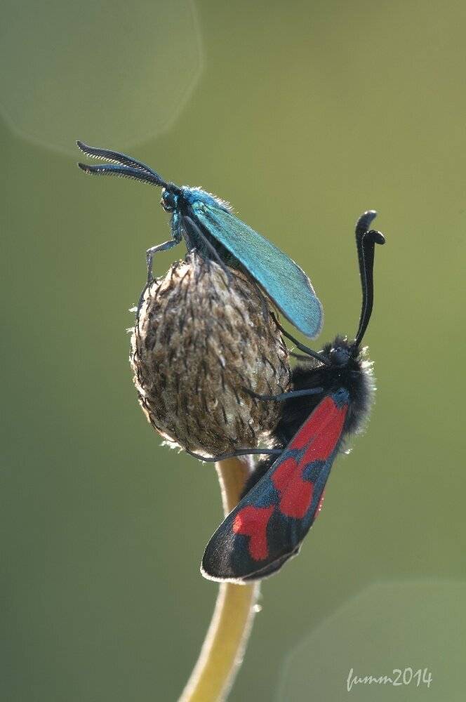 , Игорь ФУММ